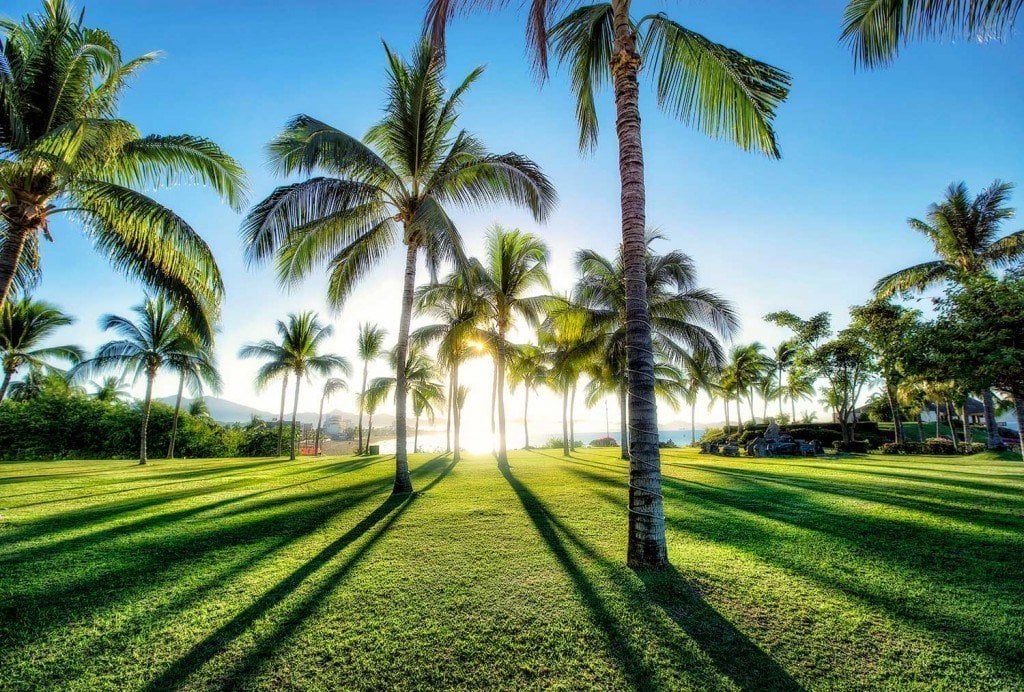 Creative Edit: Palm Tree Shadows - Tim Martin