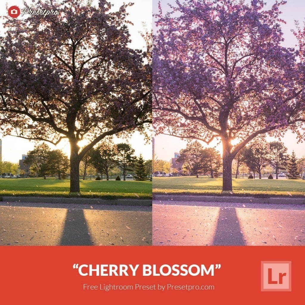 Free-Lightroom-Preset-Cherry-Blossom