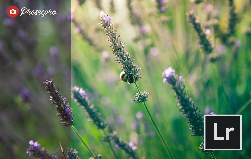 Free-Lightroom-Presets-Sunny-Fields-Presetpro