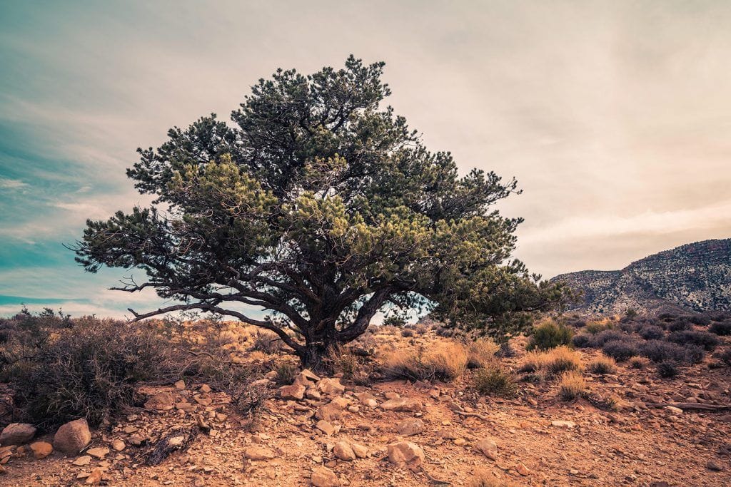 Landscape Photography - Desert-Tree