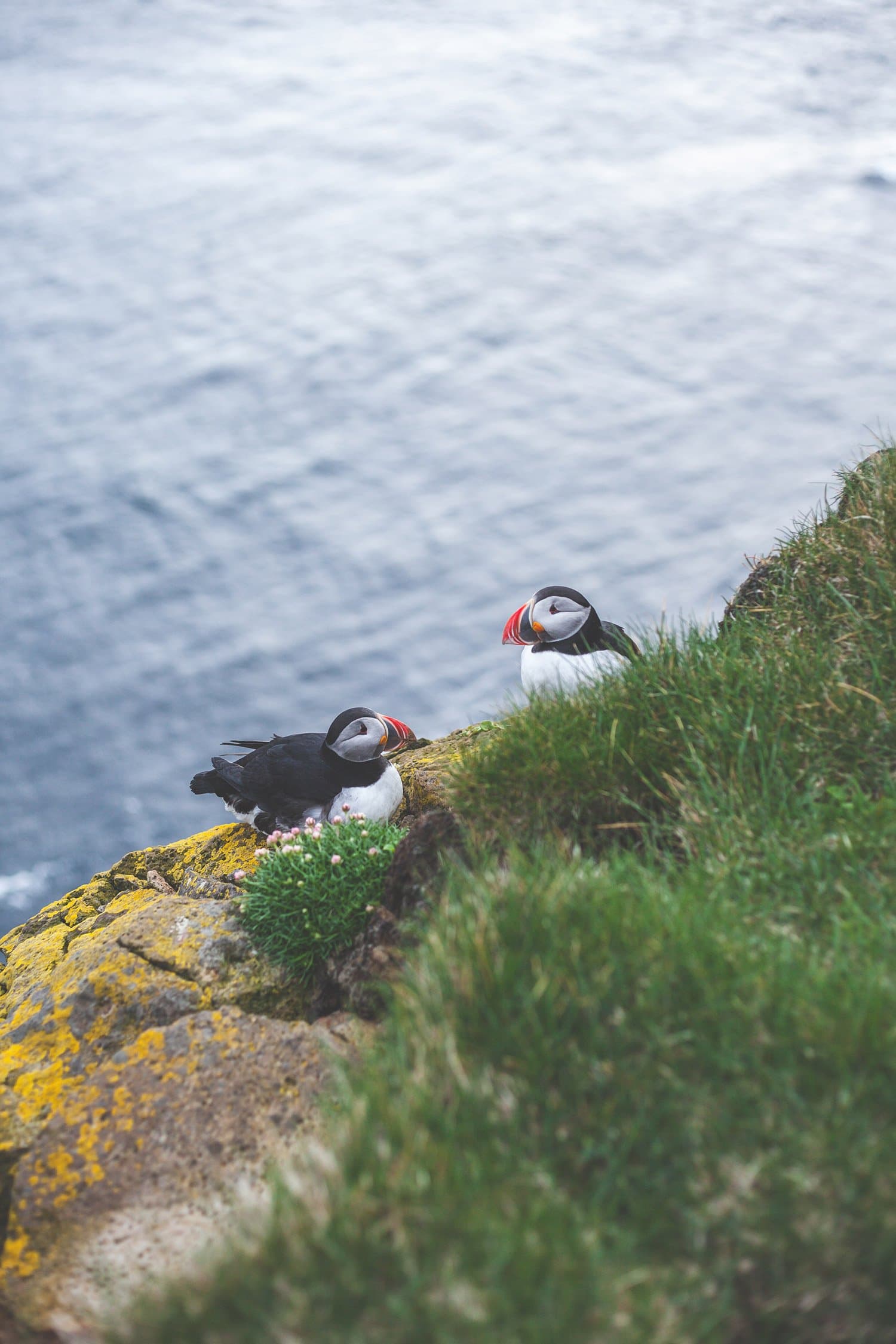 Behind-the-Scenes-Iceland-Puffins