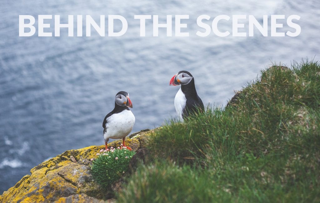 Behind-the-Scenes-Iceland-Puffins