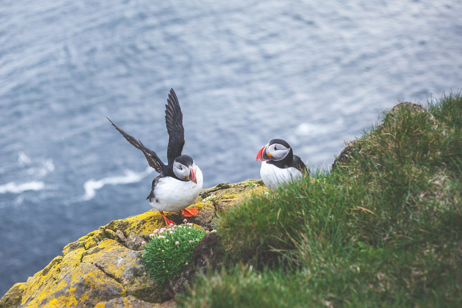 Behind-the-Scenes-Iceland-Puffins