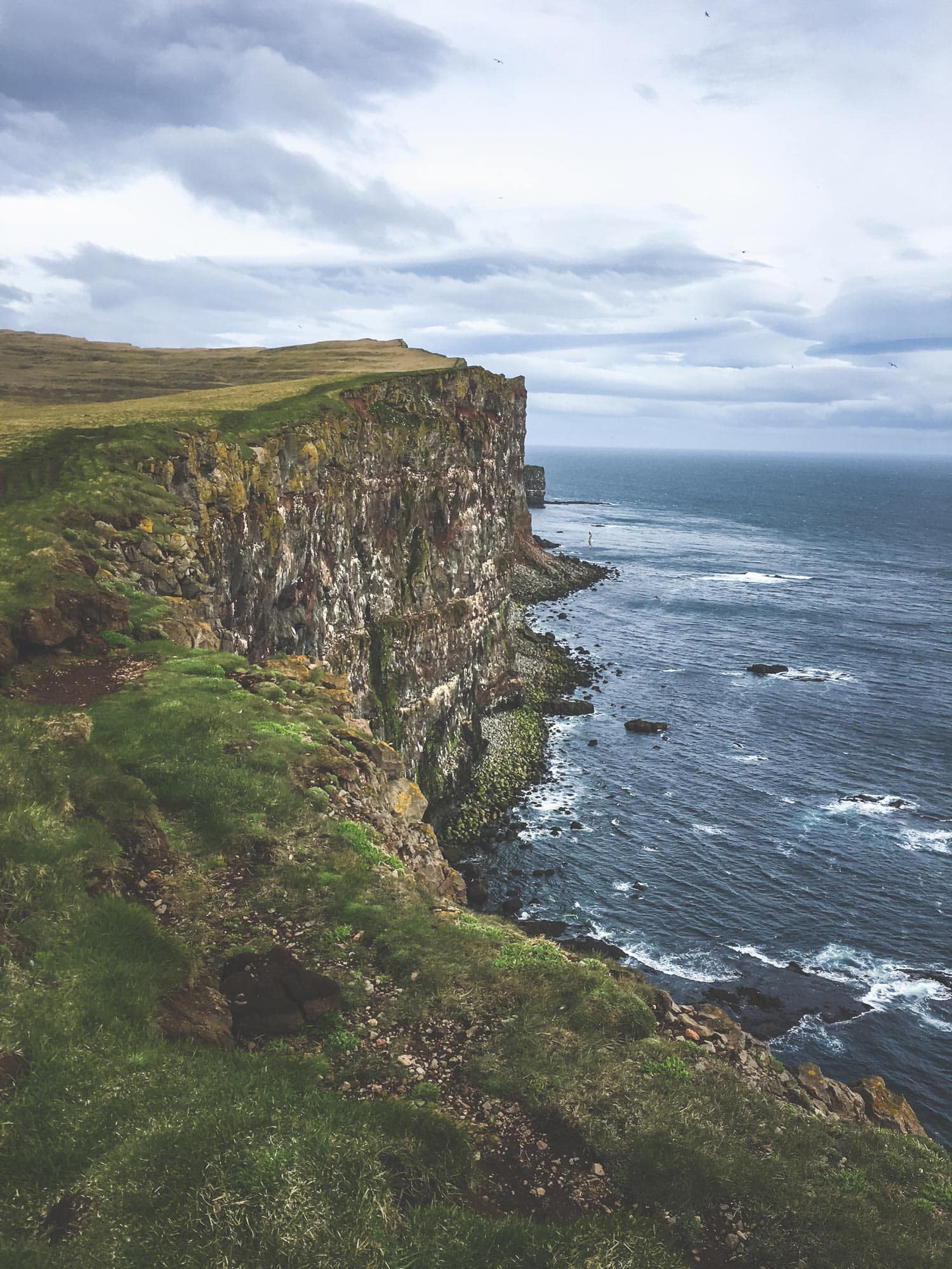 Behind-the-Scenes-Iceland-Puffins