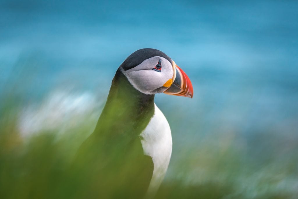 Nature-Photography-The-Painted-Puffin