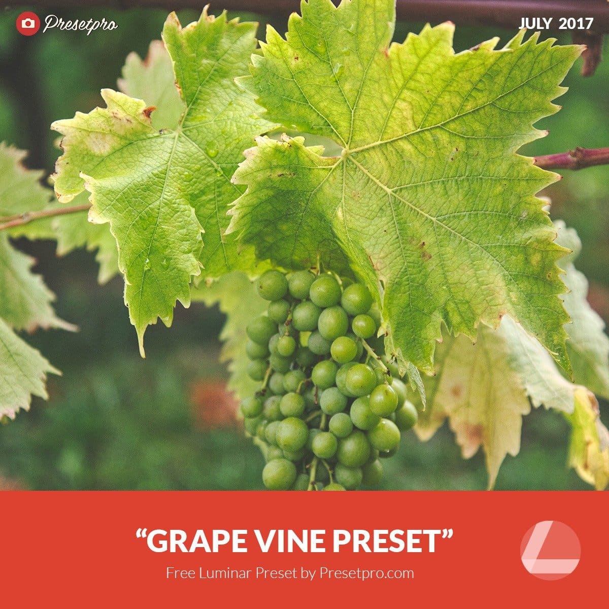 Free-Luminar-Preset-Grape-Vine-Presetpro.com