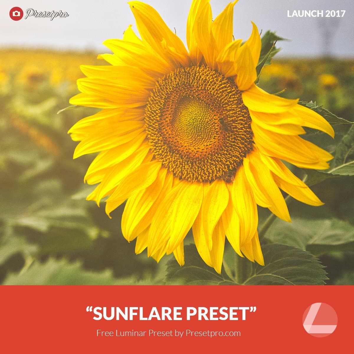 Free-Luminar-Preset-Sunflare