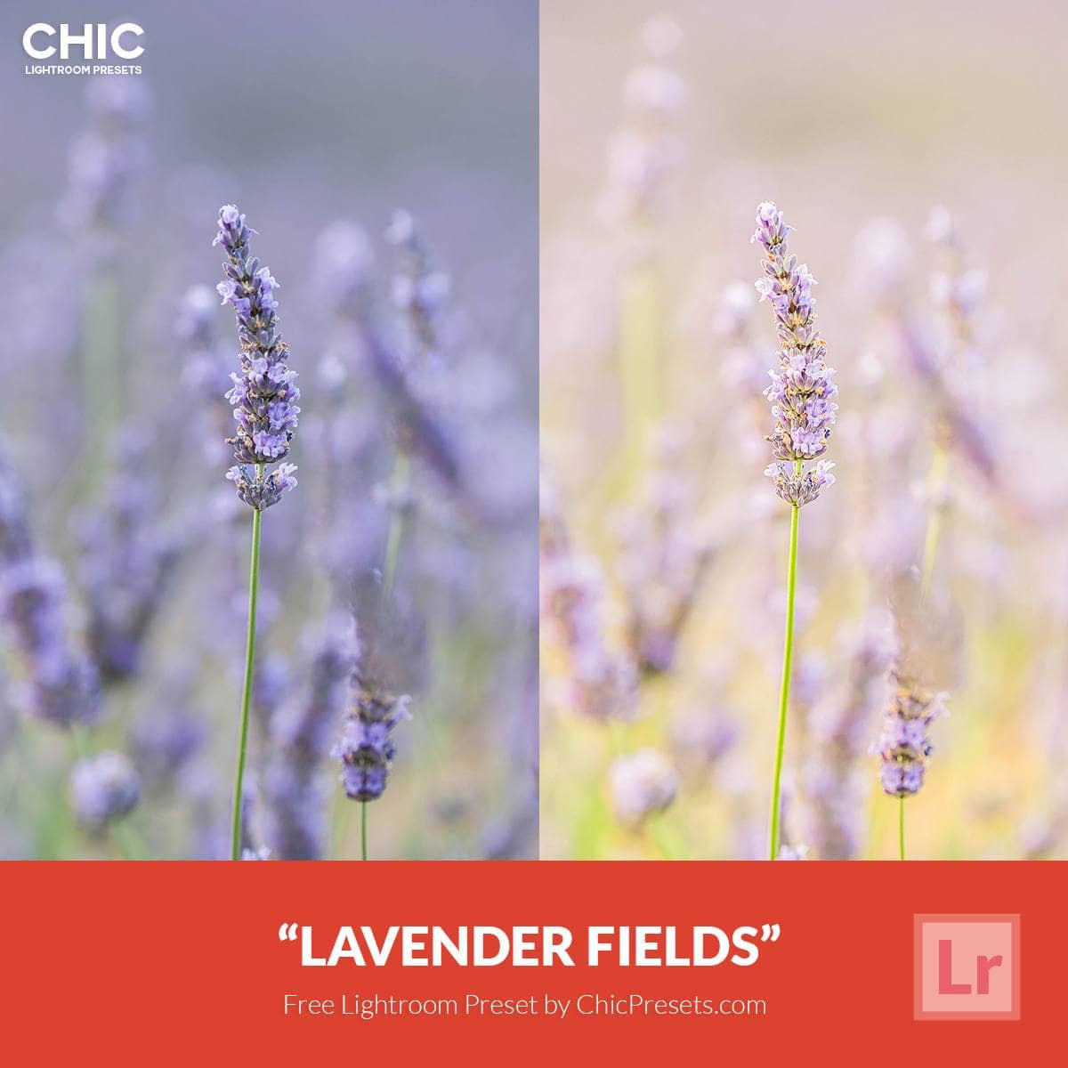 Free-Lightroom-Preset-Lavender-Fields-5