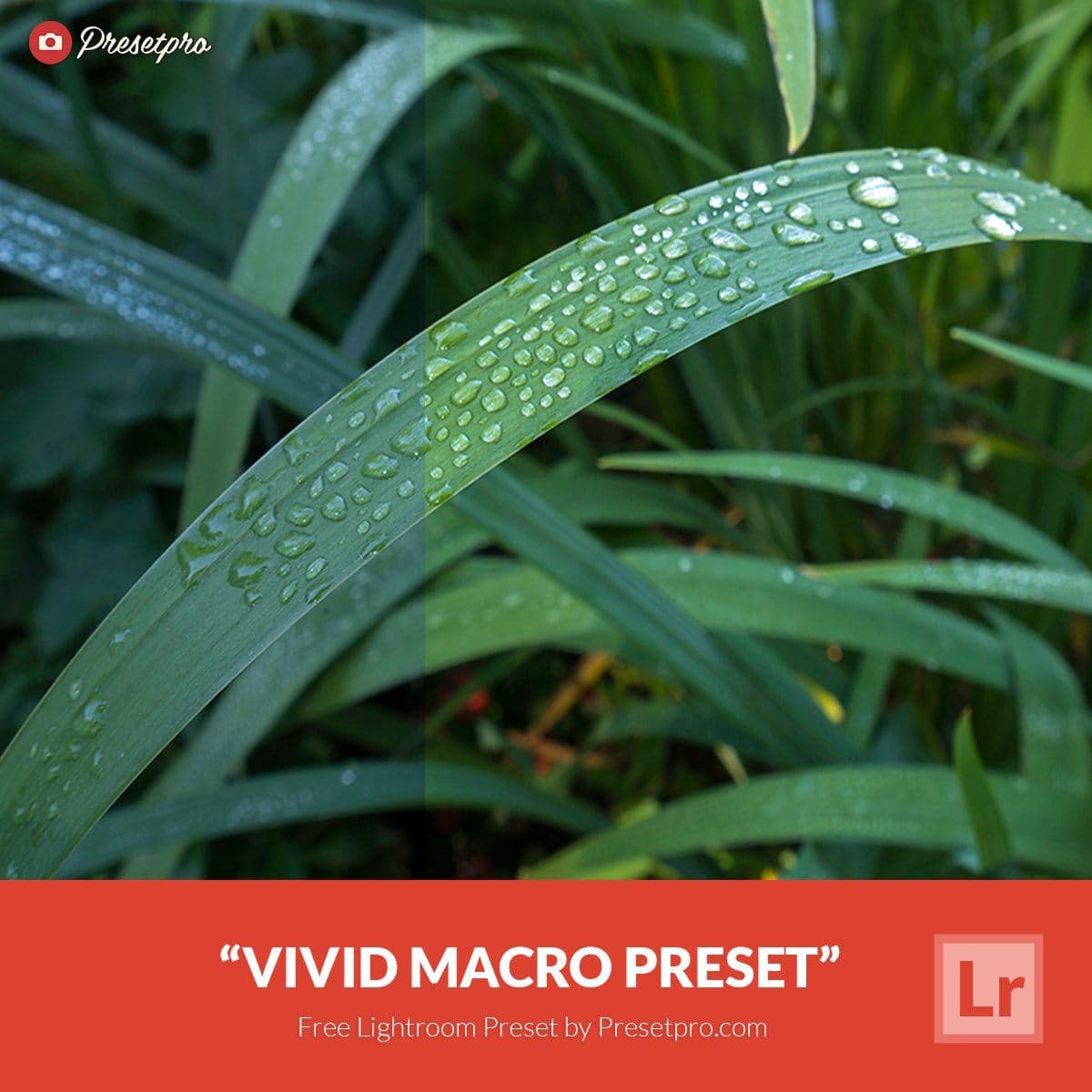 Free-Lightroom-Preset-Vivid-Macro-Presetpro