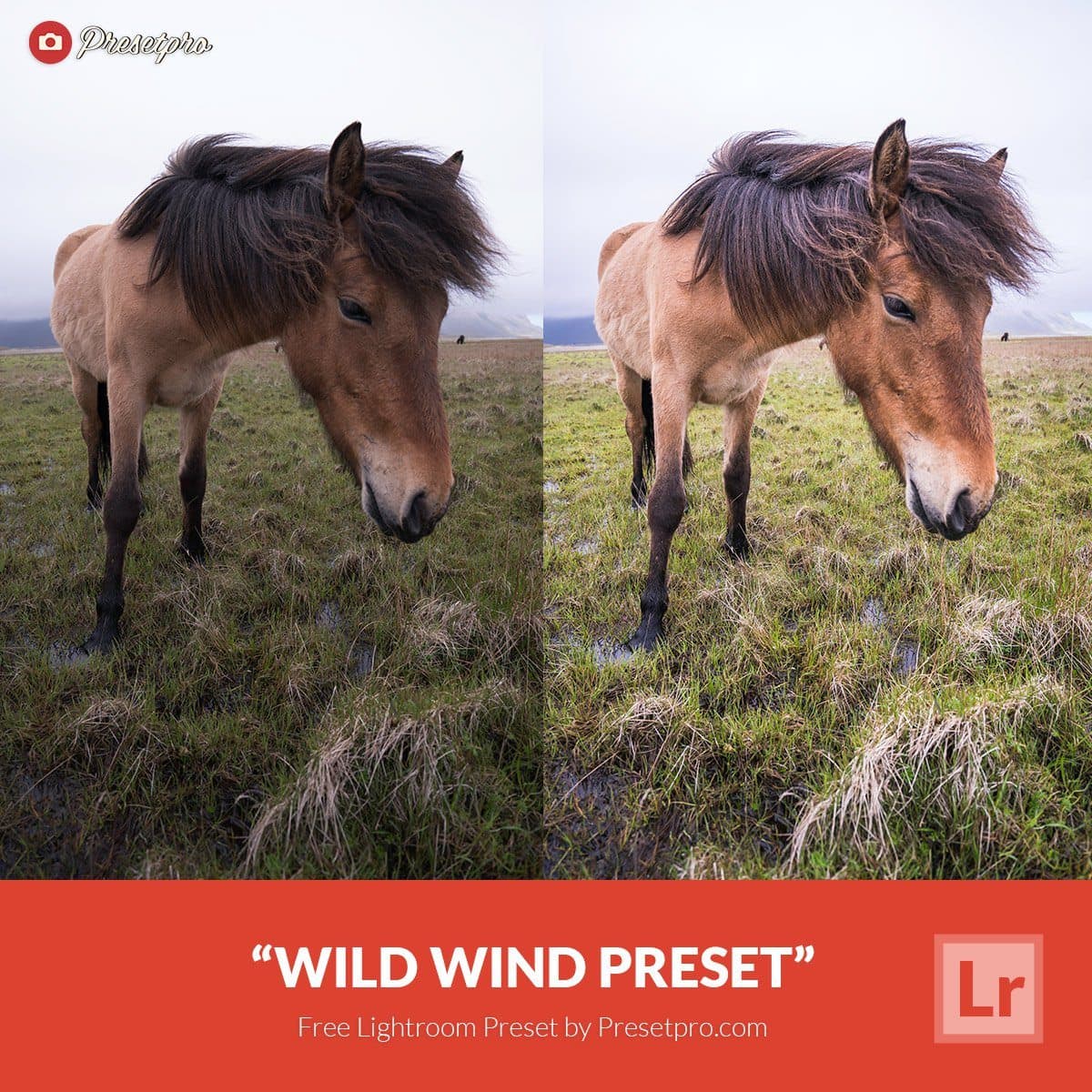 Free-Lightroom-Preset-Wild-Wind