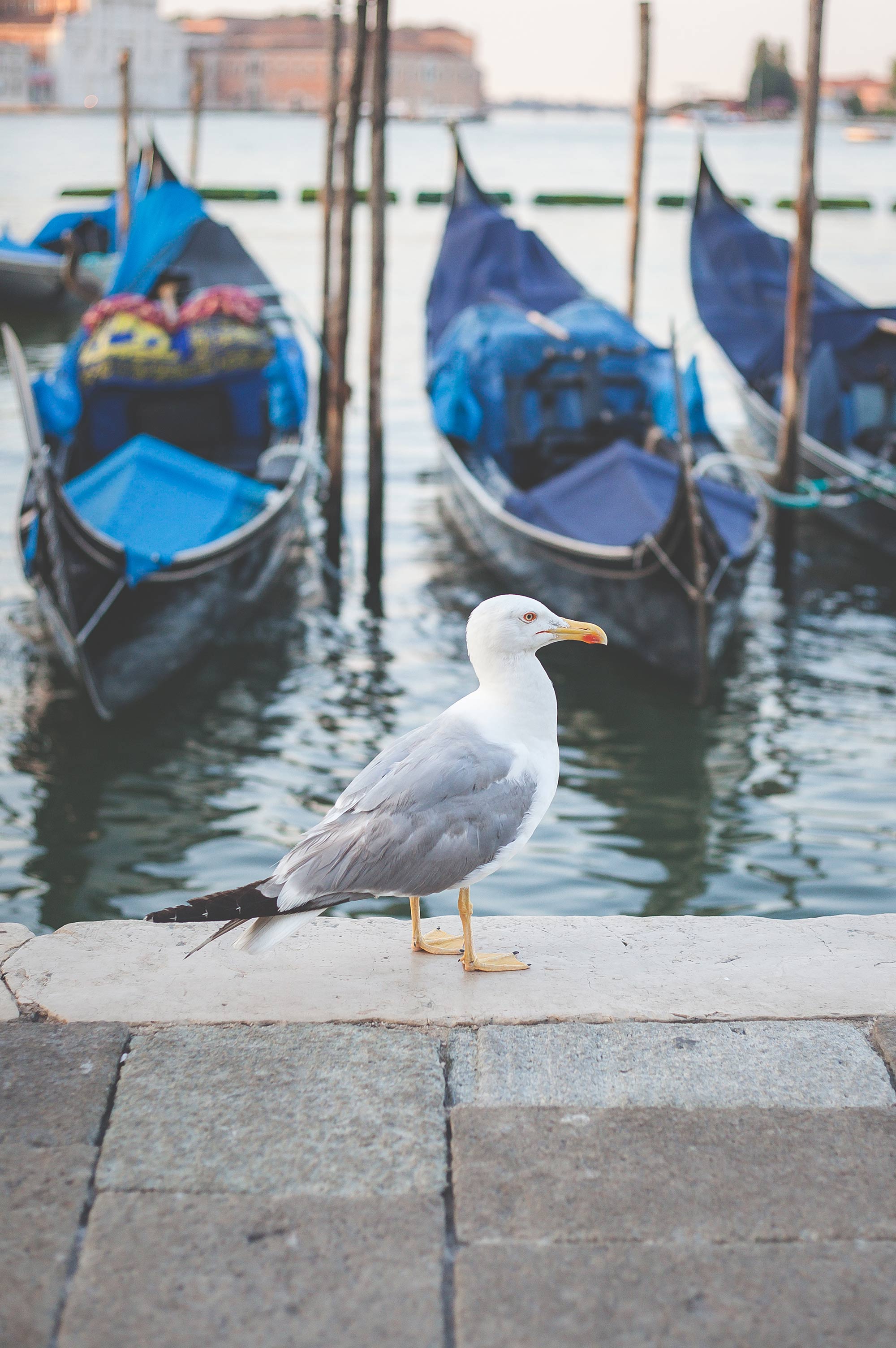 Behind the Scenes Gondolas in Venice