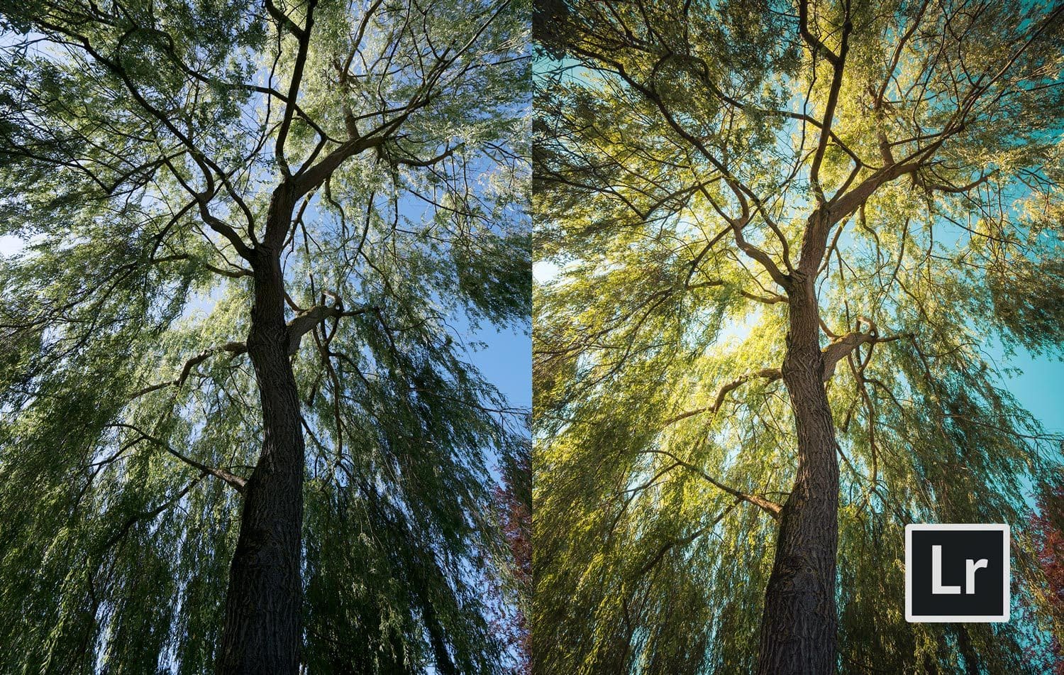 Free-Lightroom-Preset-Willow