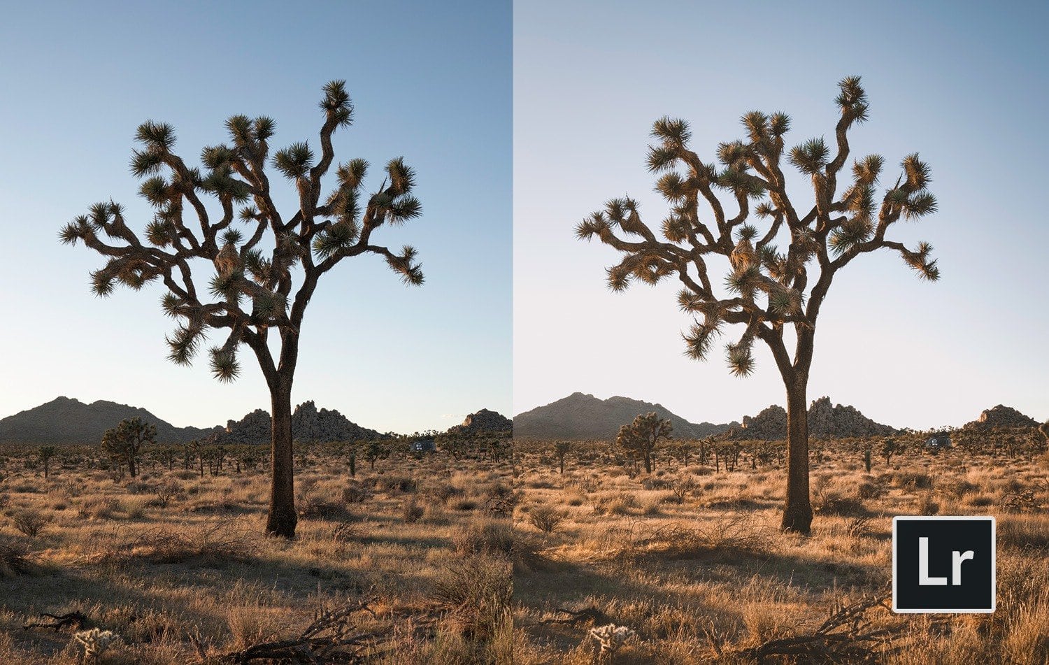 Free-Lightroom-Preset-Joshua-Tree-Before-and-After-Presetpro.com