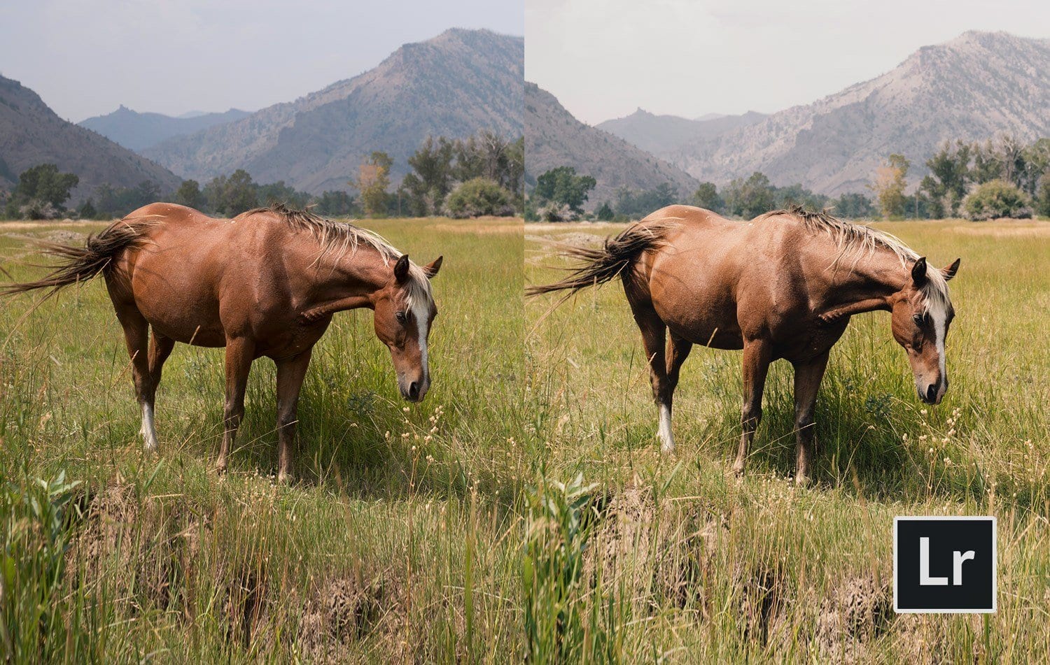 Free-Lightroom-Preset-Rerto-Look-Before-and-After