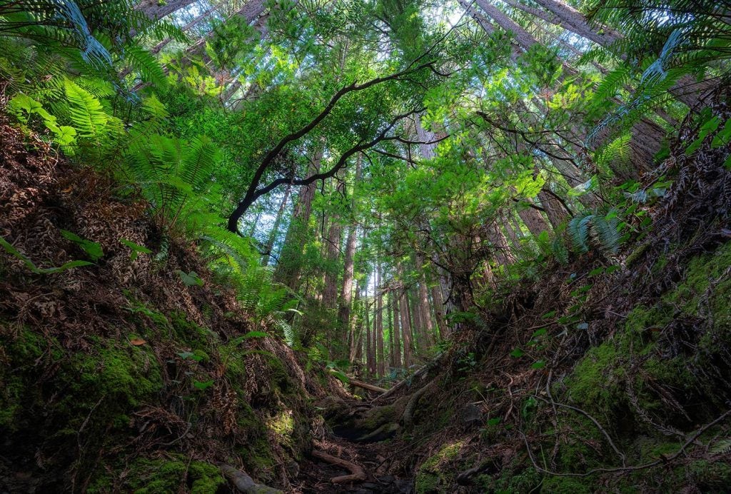 HDR-Photography-Redwood-Cathedral-Presetpro.com