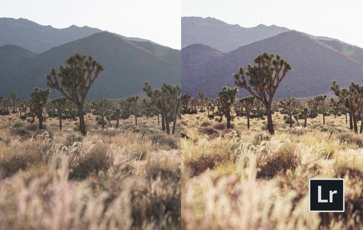 Film-Emulation-Lightroom-Presets-Joshua-Tree-Presetpro.com