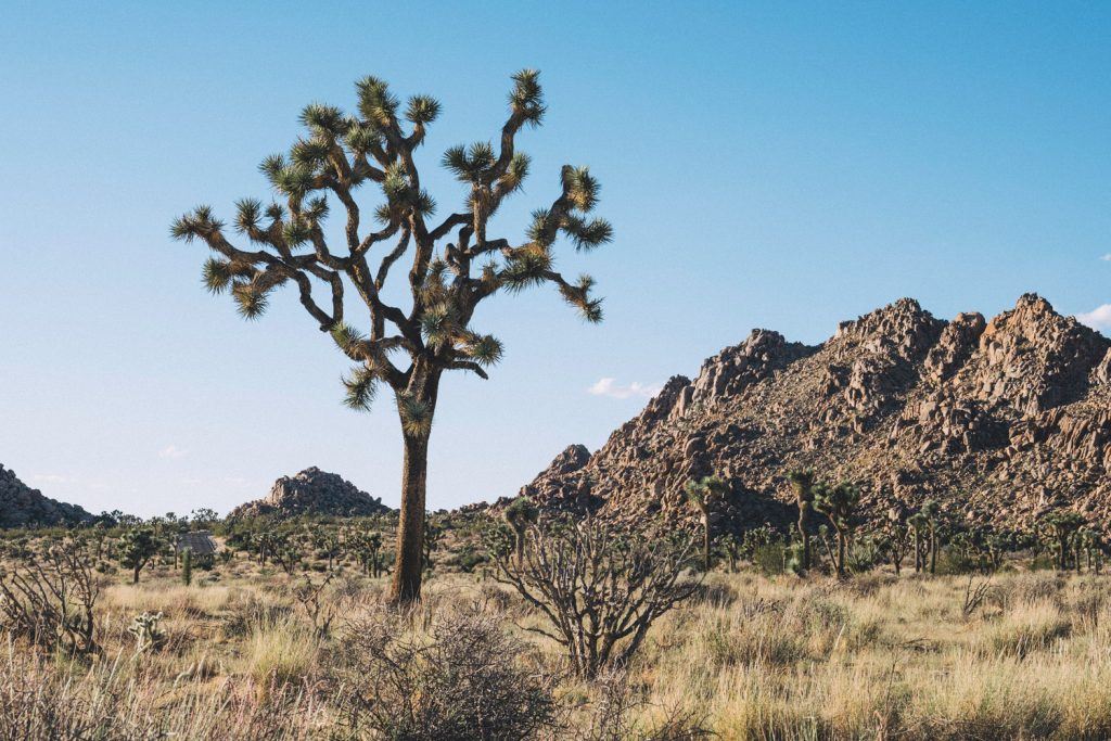 Landscape-Photography-Lightroom-Film-Presets-Joshua-Tree-Presetpro.com