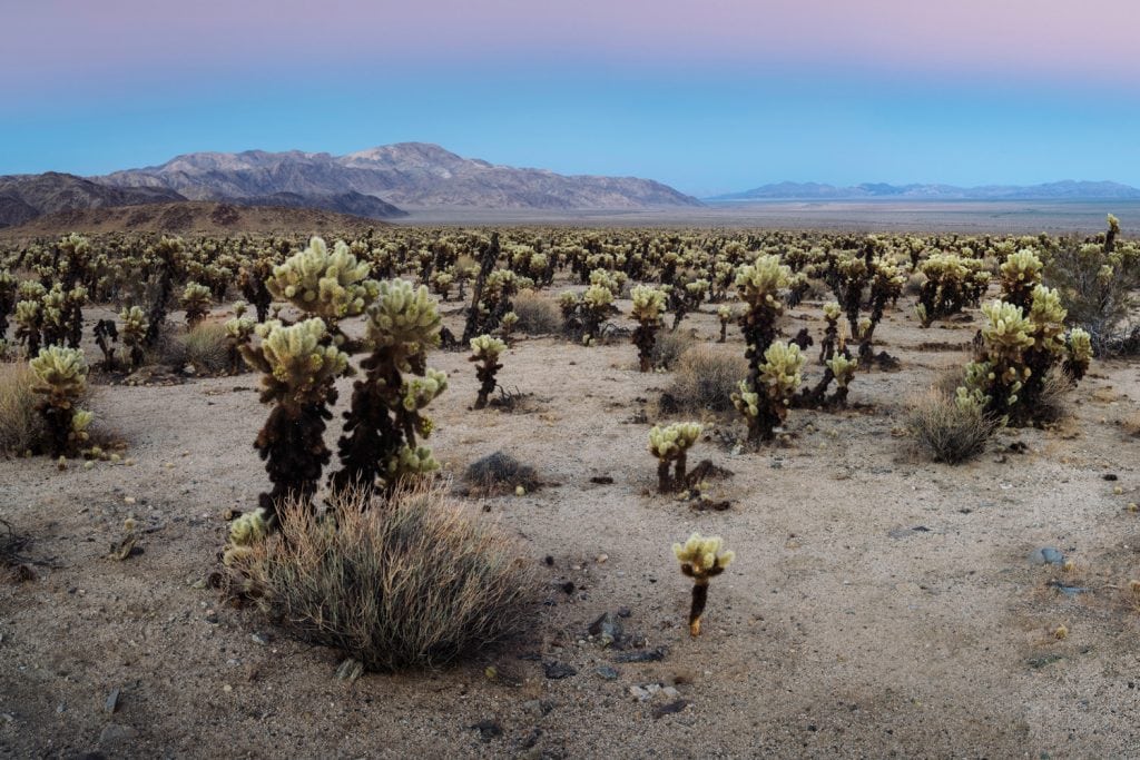 Film Emulation Cholla Cactus Garden in Joshua Tree National Park Presetpro.com