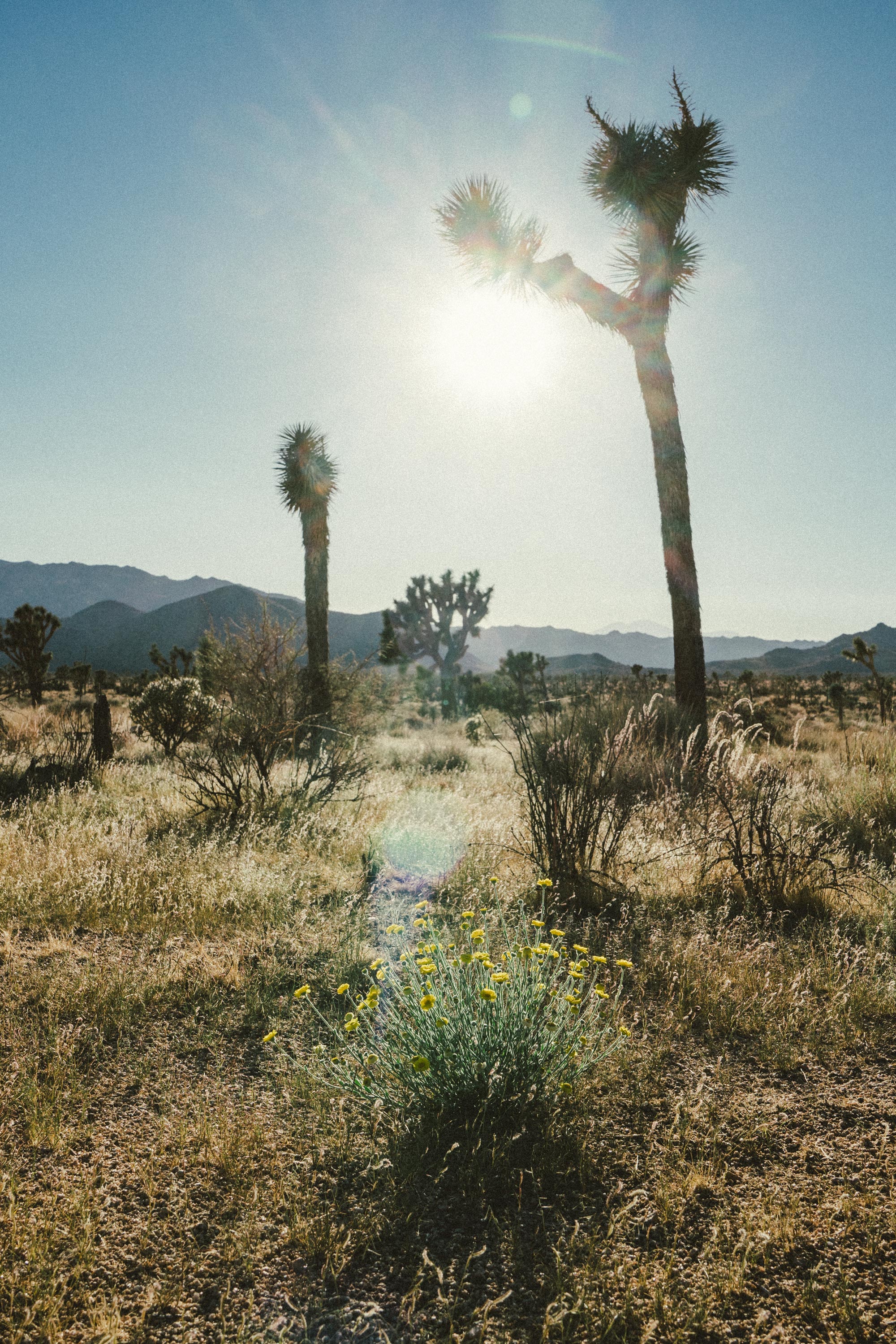 Film Emulation - Beautiful lens flare in Joshua Tree National Park