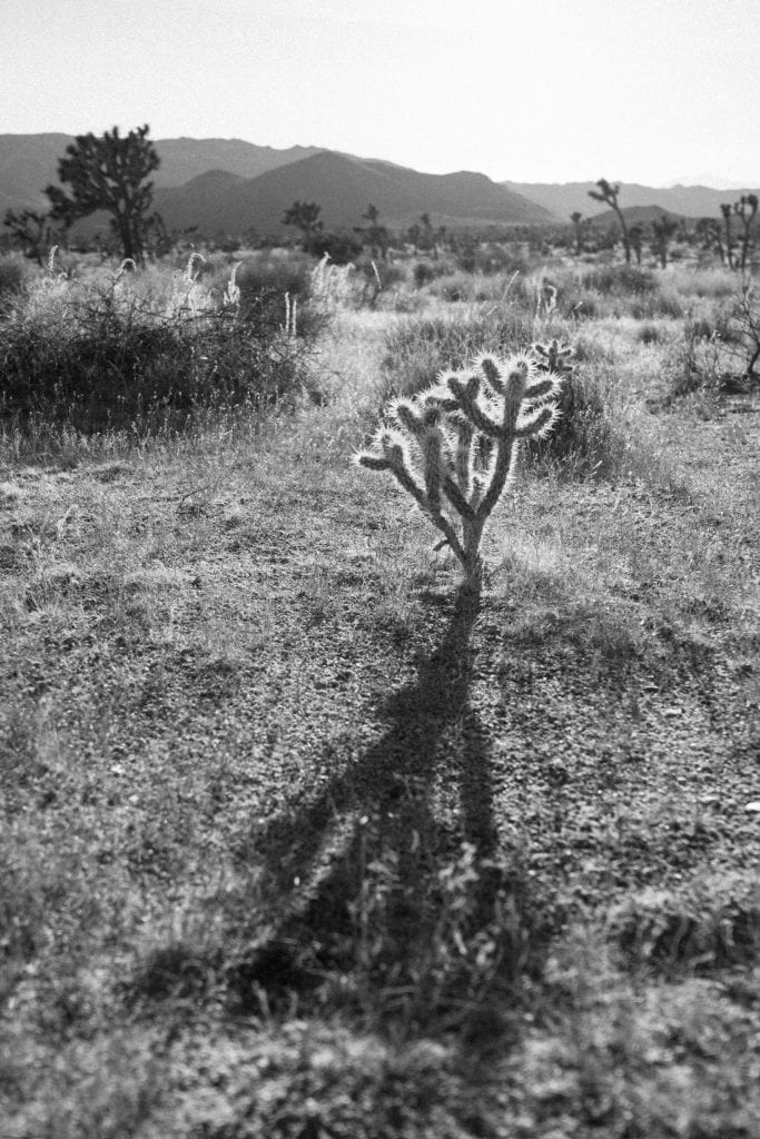 Film Emulation Lightroom Preset - Long Shadow in Joshua Tree National Park