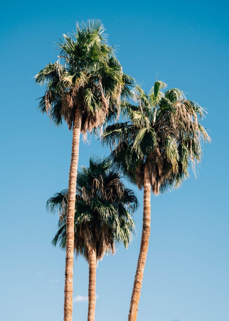 Film Emulation - Palm Trees in Las Vegas Nevada with Lightroom Preset Presetpro.com