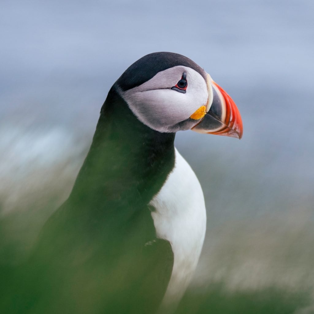 Film Emulation - Puffin Portrait in Iceland by Tim Martin and Presetpro.com