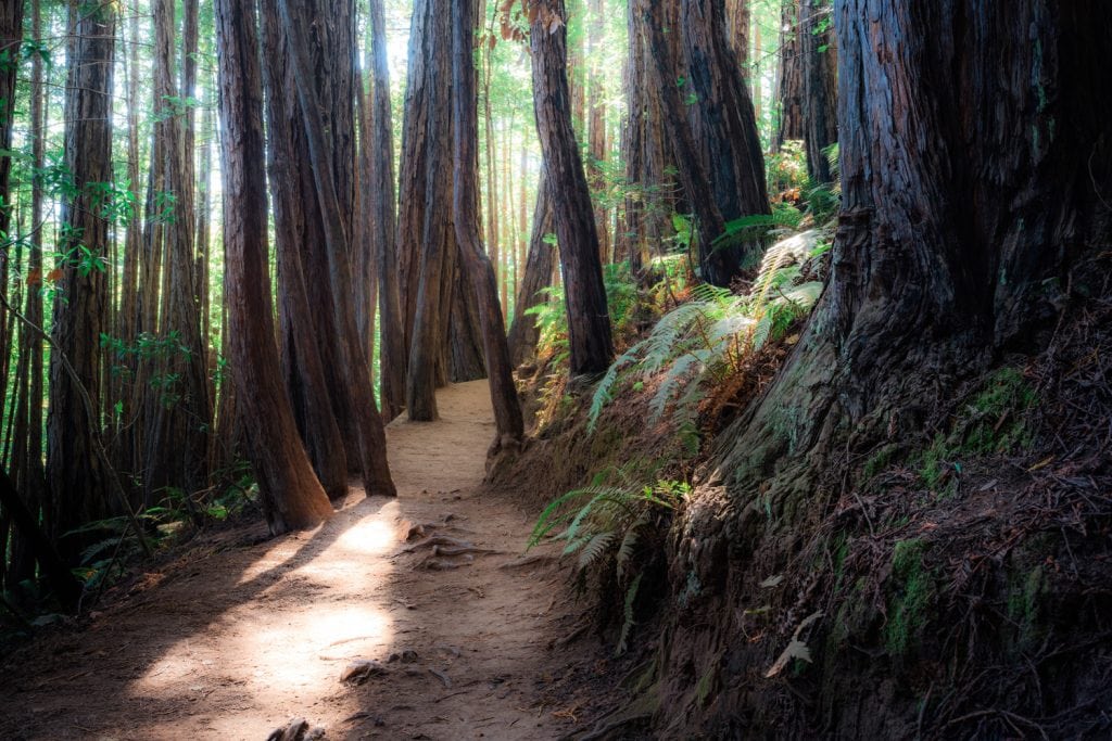 HDR-Photography-Through-The-Trees-Presetpro.com