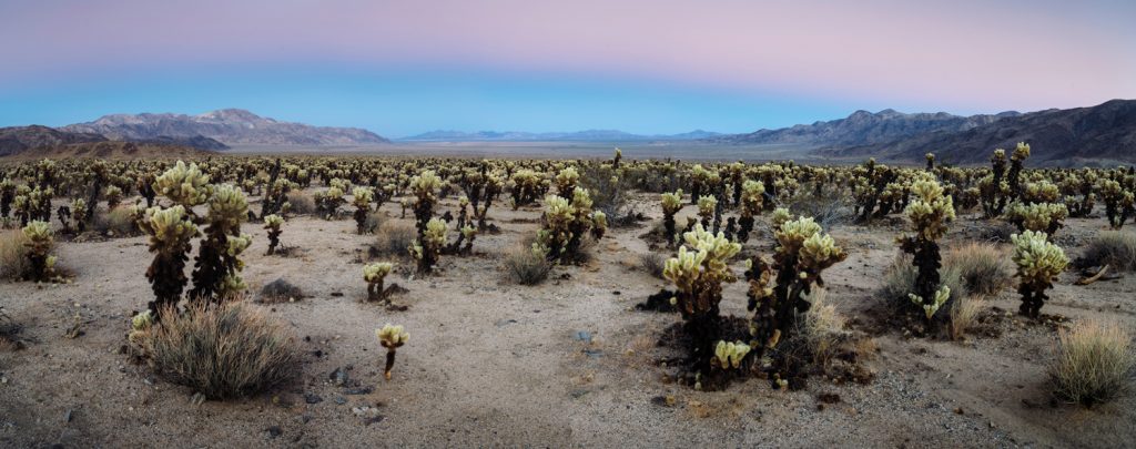 Panorama-Photography-Cholla-Garden-Joshua-Tree-Presetpro.com