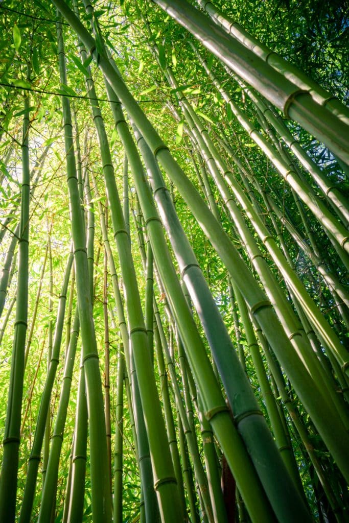 Landscape-Photography-Bamboo-Light-Presetpro.com