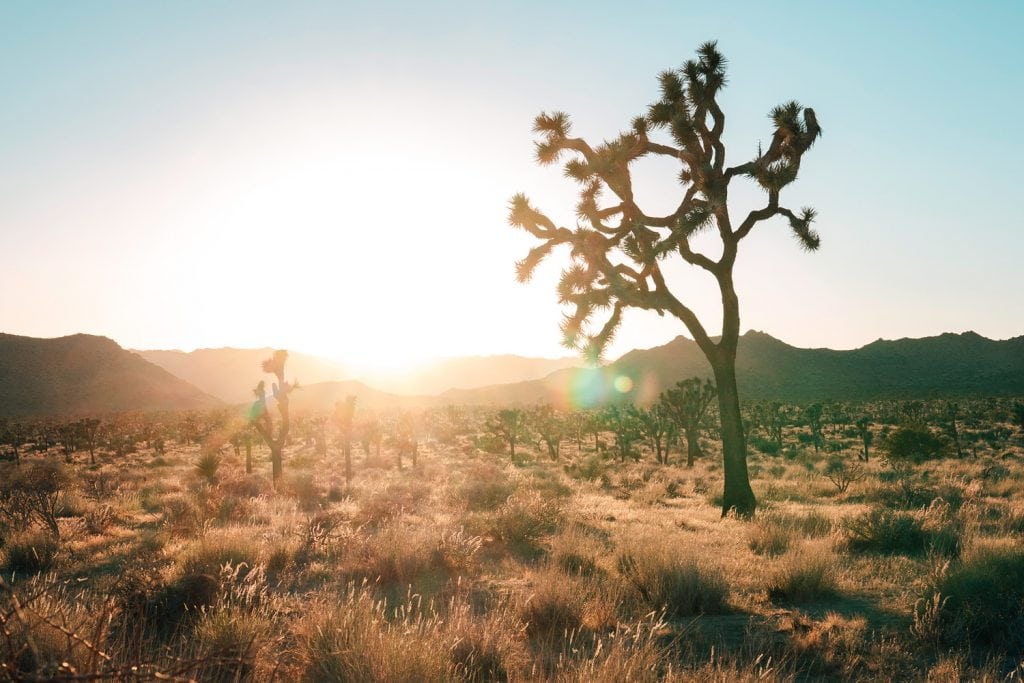 Photography-Sun-Flare-Joshua-Tree-Presetpro.com