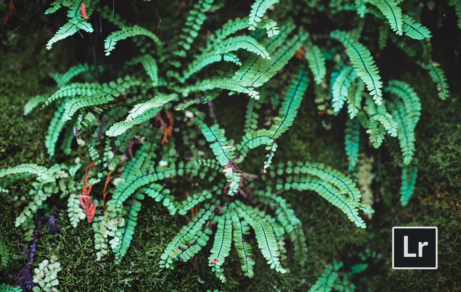 Free-Lightroom-Preset-Forest-Film-Before-and-After-Presetpro.com