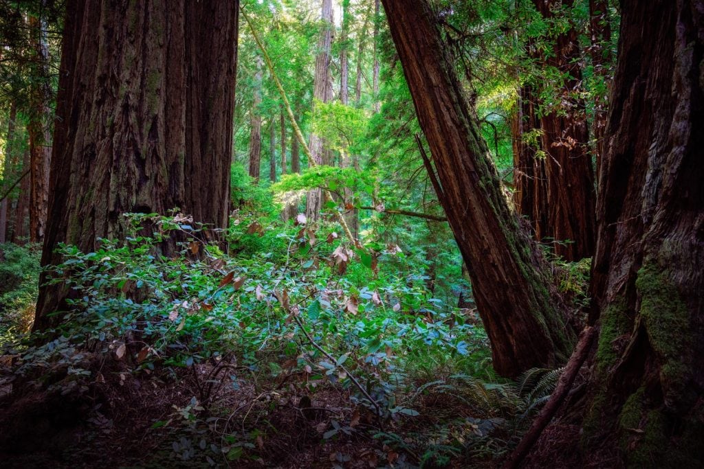 HDR-Photography-Green-Forest-Presetpro