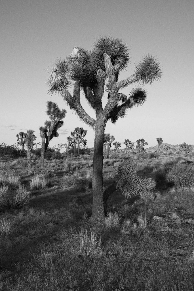 Photography-Long-Shadows-in-Joshua-Tree-Presetpro.com