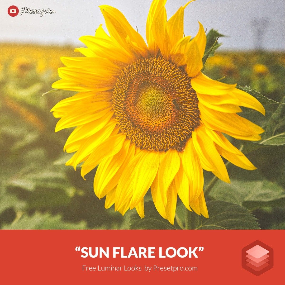 Free-Luminar-Look-Preset-Sunflare-Presetpro.com