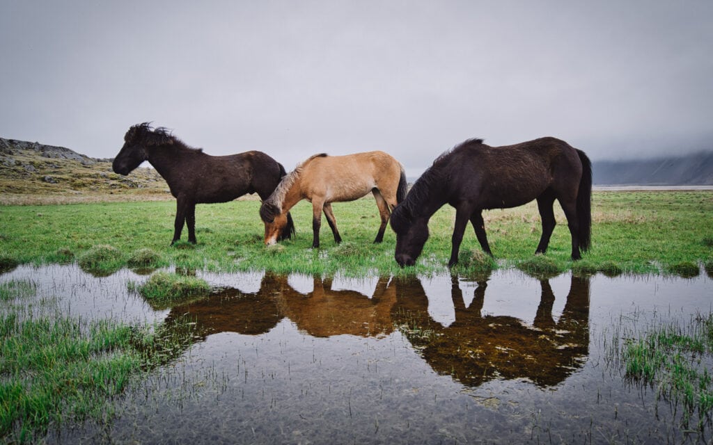 Photography | Wild Reflections