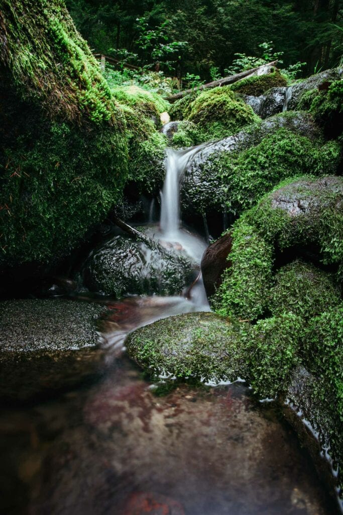 HDR Photography Tranquil Forest Presetpro