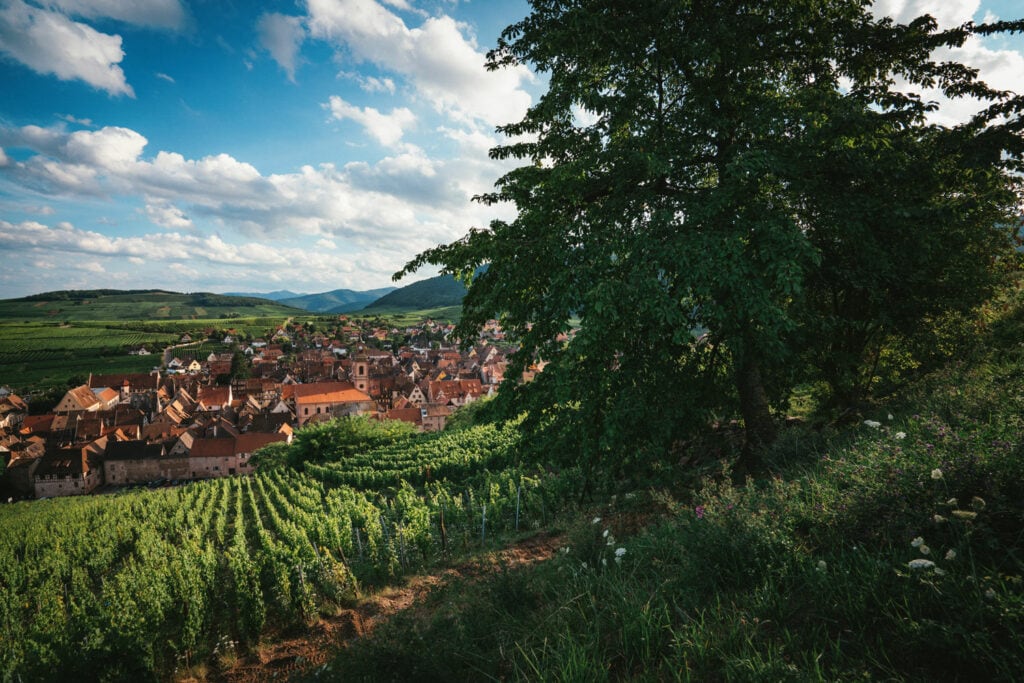 Alsace Wine Region in France