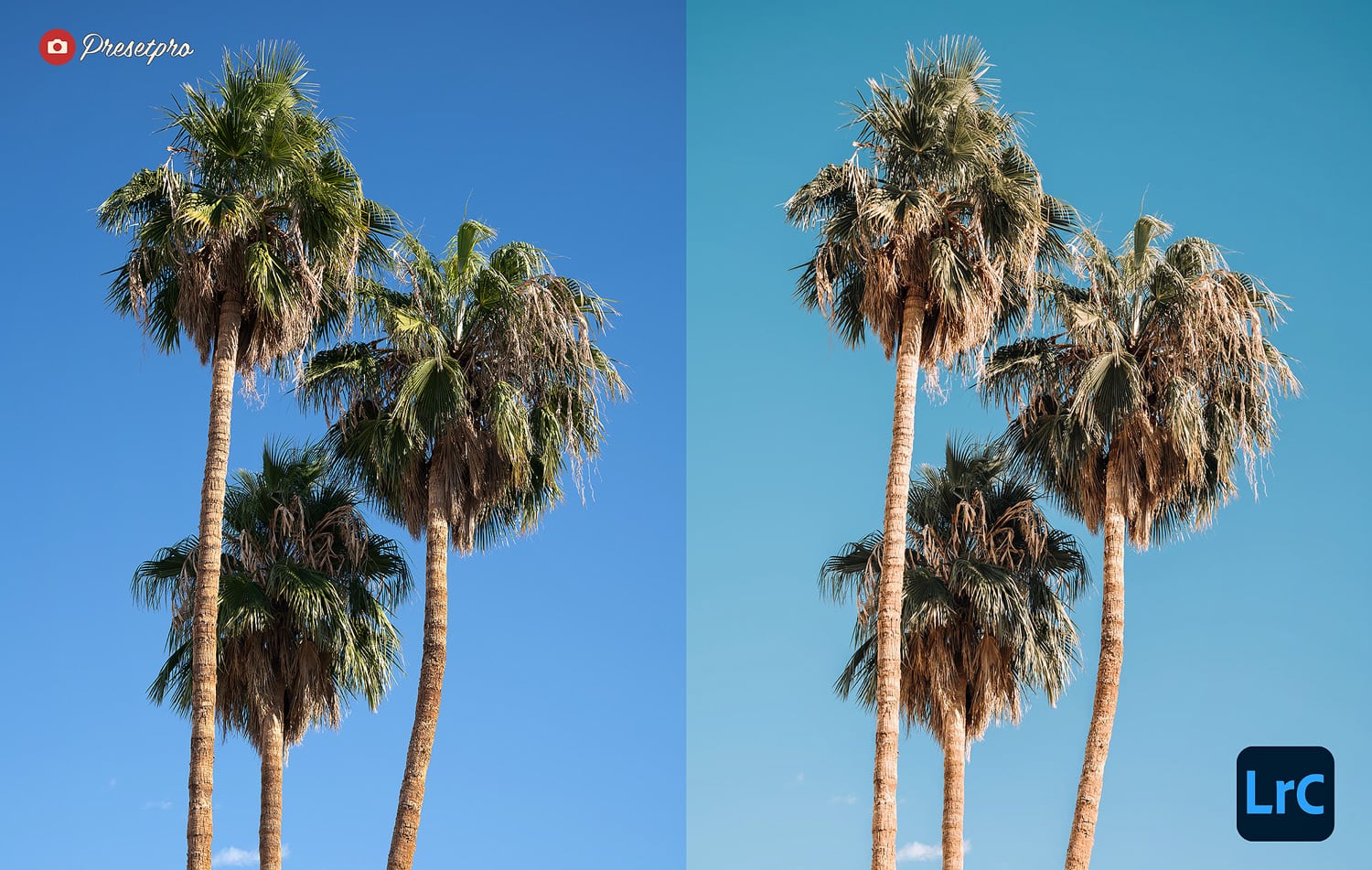 The Ultimate FREE Lightroom Preset Collection Palm Springs