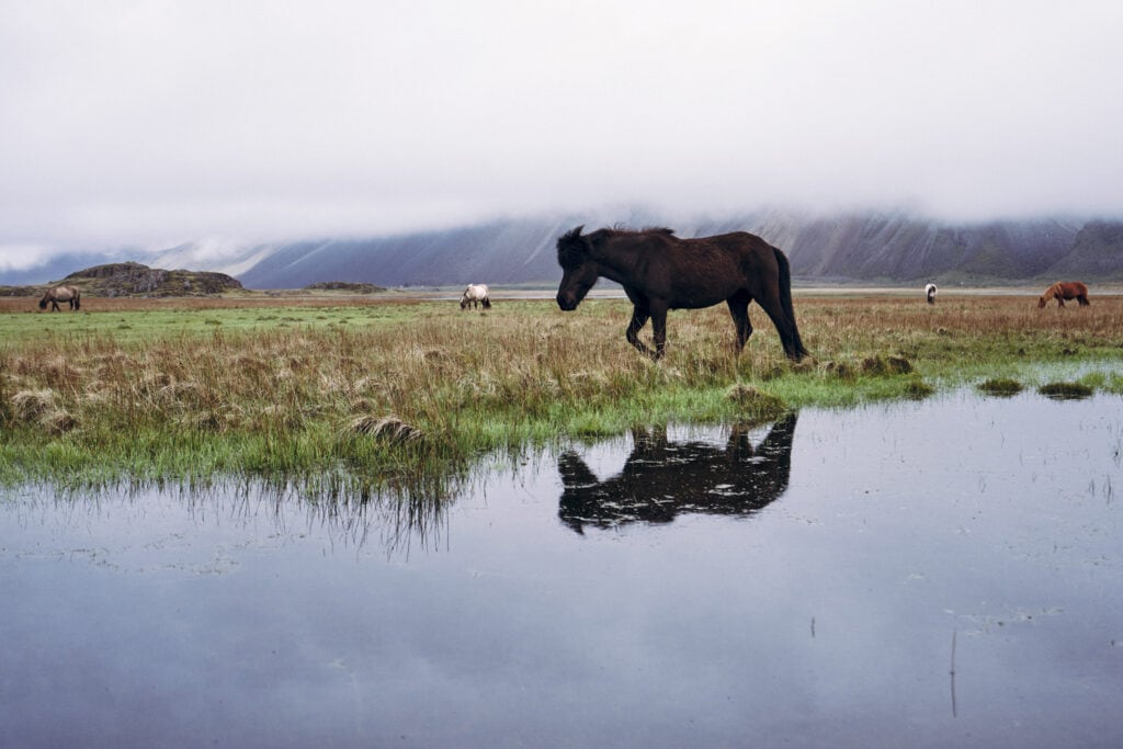 Beautiful Icelandic Horses