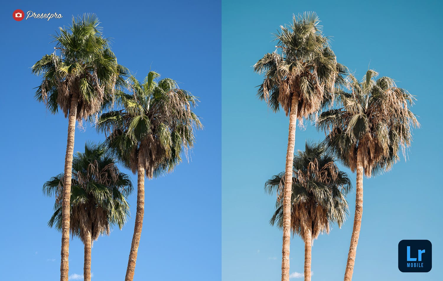 The-Ultimate-FREE-Lightroom-Mobile-DNG-Preset-Collection-Palm-Springs