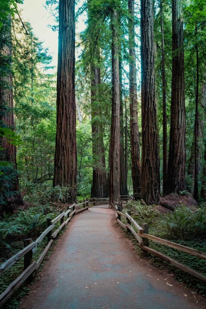 Redwood National Park