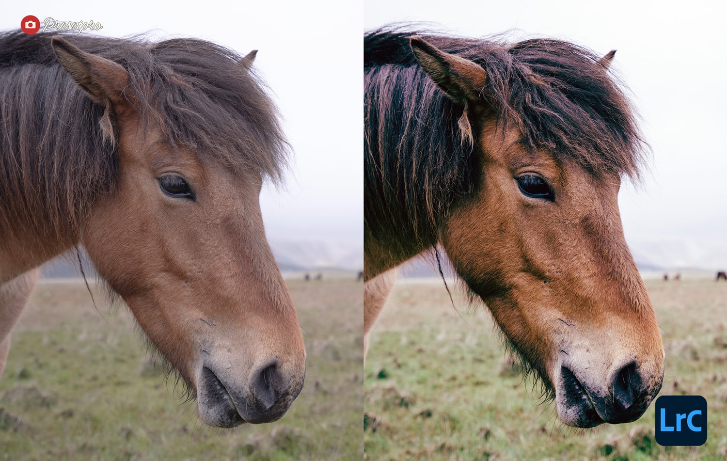 The Ultimate FREE Lightroom Preset Collection Wild Wind