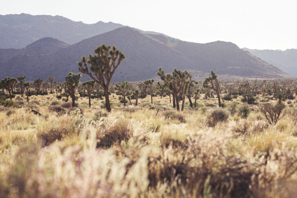 Beautiful Photos of Joshua Tree