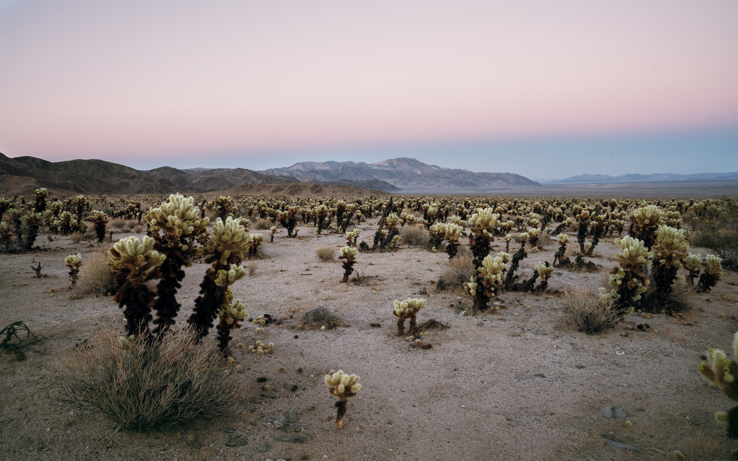 Desert Sunsets in Joshua Tree