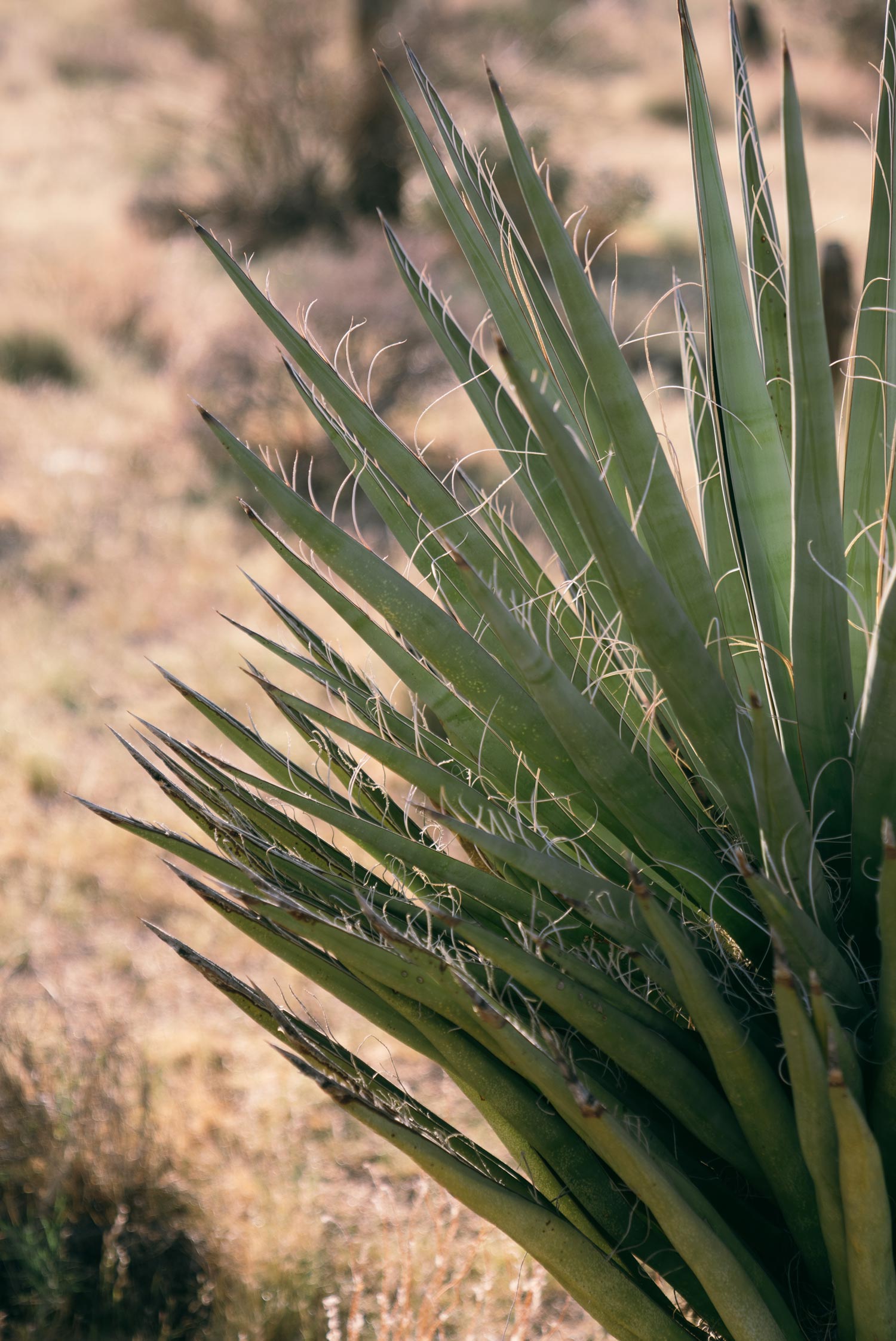 Plant Species in Joshua Tree