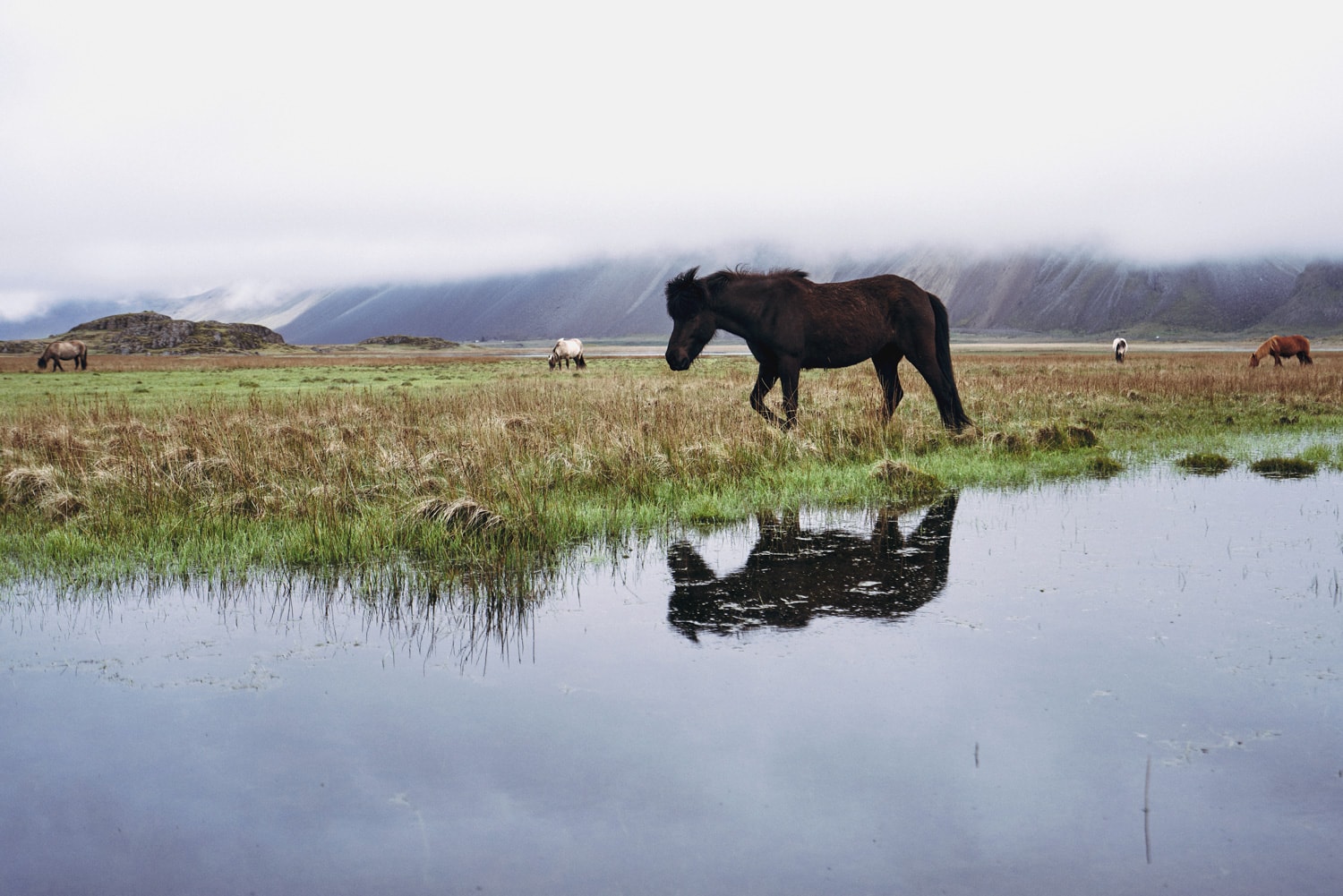 Wild Horses Iceland Presetpro.com