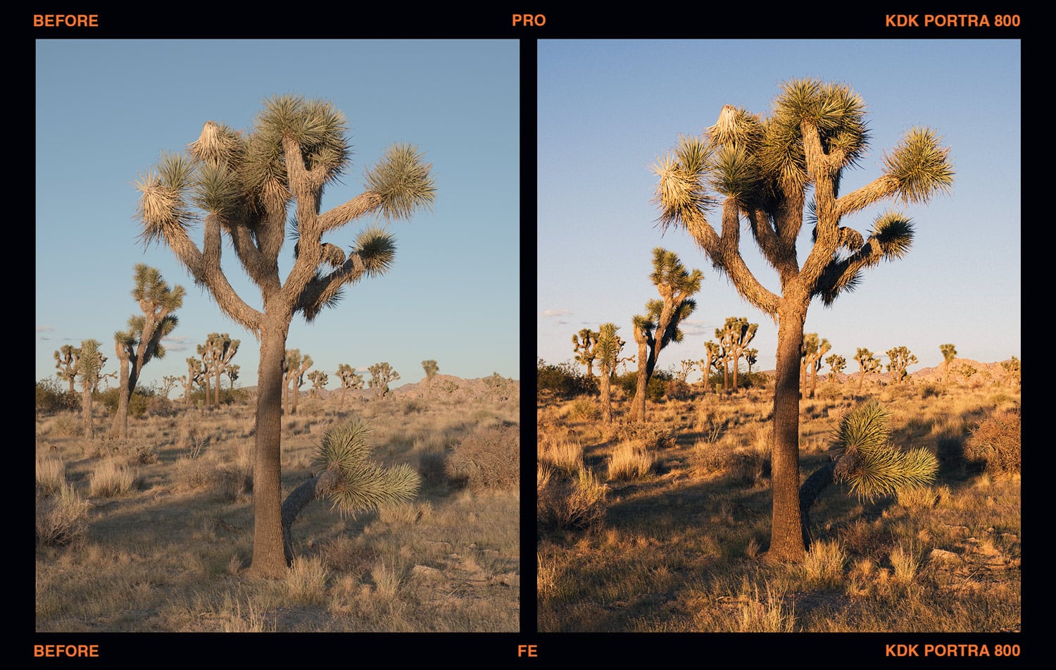 Kodak Portra 800 Lightroom Preset