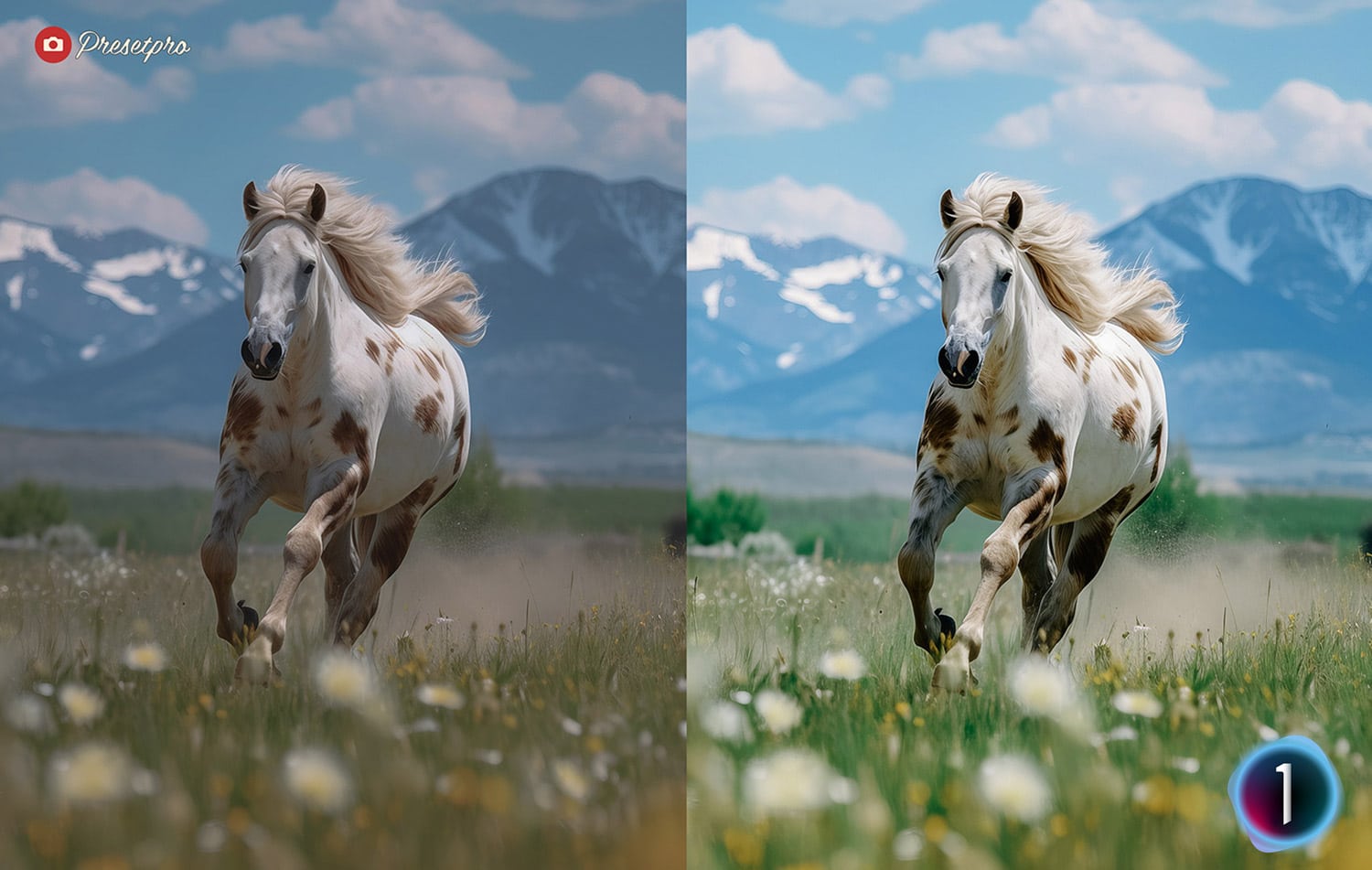 Free Capture One Style Color 100 Before and After Presetpro.com