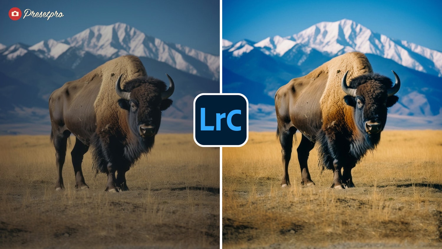 A buffalo on grass plains with snow capped mountains in background.