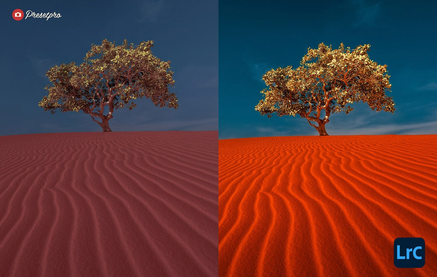 Tree standing alone in a red sand desert.